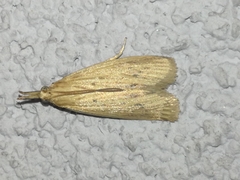 Ematheudes punctella