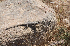 Laudakia stellio stellio