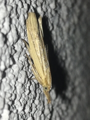 Ematheudes punctella