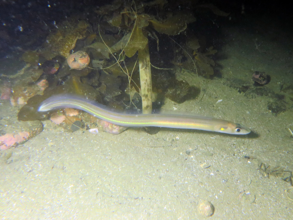 Thinlip conger (Gnathophis mystax) — Congridae