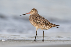 Bar-Tailed Godwit photo 5