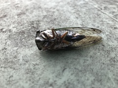 Neotibicen lyricen engelhardti