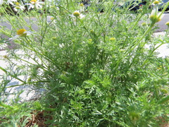 Matricaria