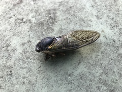 Neotibicen lyricen engelhardti