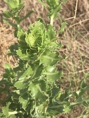 Grindelia ciliata