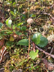 Antennaria monocephala