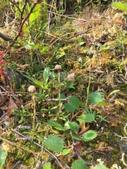 Antennaria monocephala