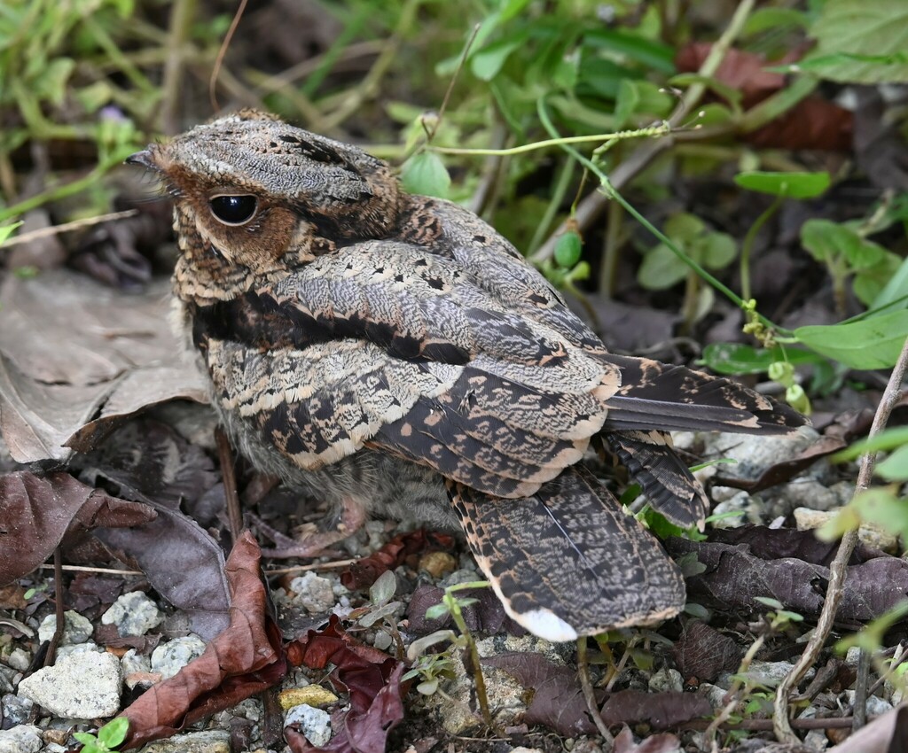 Large-Tailed Nightjar