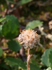 Antennaria monocephala