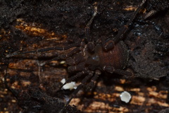 Paramitraceras tzotzil