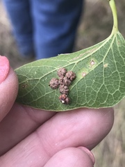 Celticecis capsularis