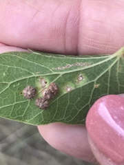 Celticecis capsularis