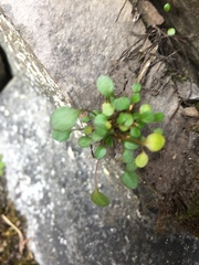 Cardamine bellidifolia