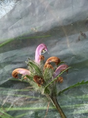Pedicularis sudetica interior
