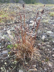 Luzula multiflora frigida