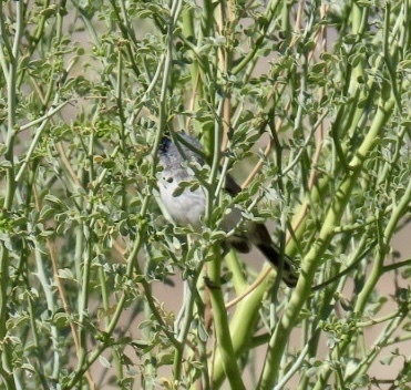 iNaturalist observation photo of Black-tailed Gnatcatcher
