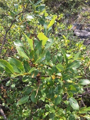 Salix richardsonii