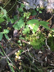 Chrysosplenium tetrandrum