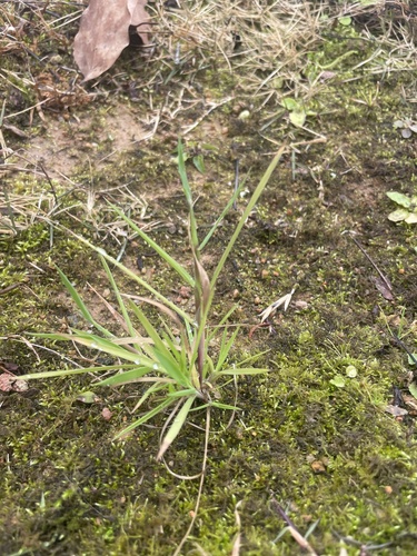 Pogonatherum crinitum, photograph 5