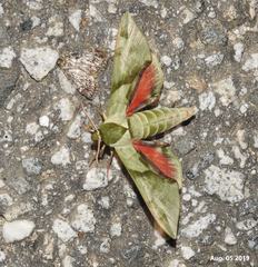 Callambulyx tatarinovii