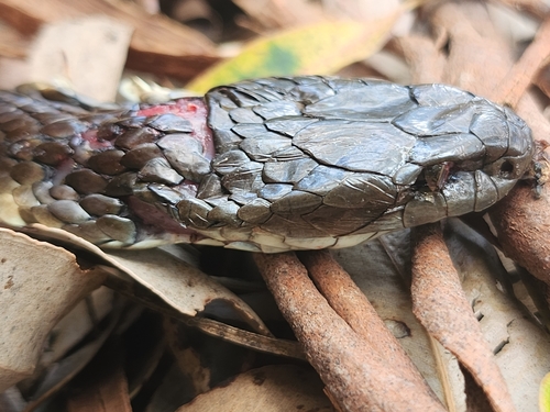 Tiger Snake sighting