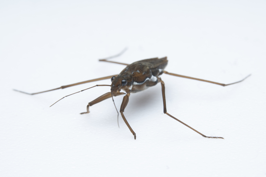 Chimarrhometra orientalis