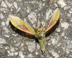 Callambulyx tatarinovii