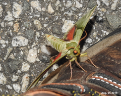 Callambulyx tatarinovii