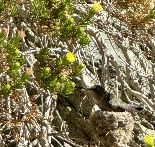 iNaturalist observation photo of Schott's Pygmycedar