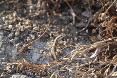Podarcis erhardii