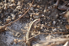 Podarcis erhardii