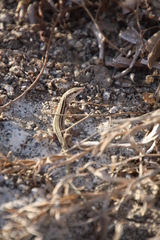 Podarcis erhardii
