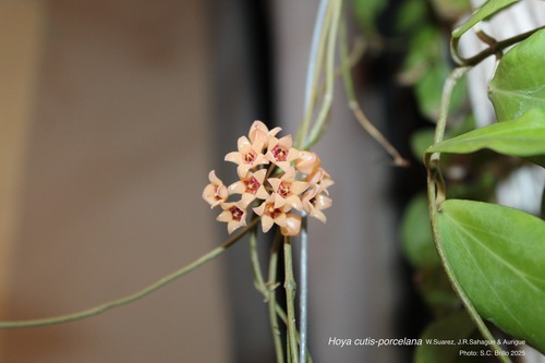 Hoya cutis-porcelana W.Suarez, J.R.Sahagun & Aurigue 2