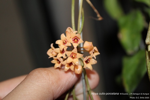 Hoya cutis-porcelana W.Suarez, J.R.Sahagun & Aurigue