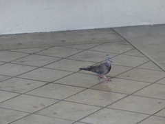 Streptopelia chinensis