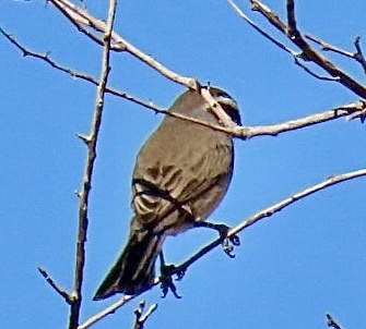 iNaturalist observation photo of Black-throated Sparrow