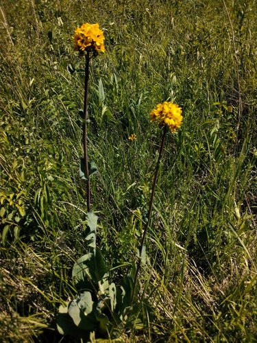 Ligularia glauca, photograph 3