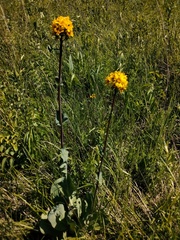 Ligularia glauca, photograph (c) Елена А. Кизилова, some rights reserved (CC BY)