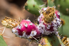 Dactylopius confusus