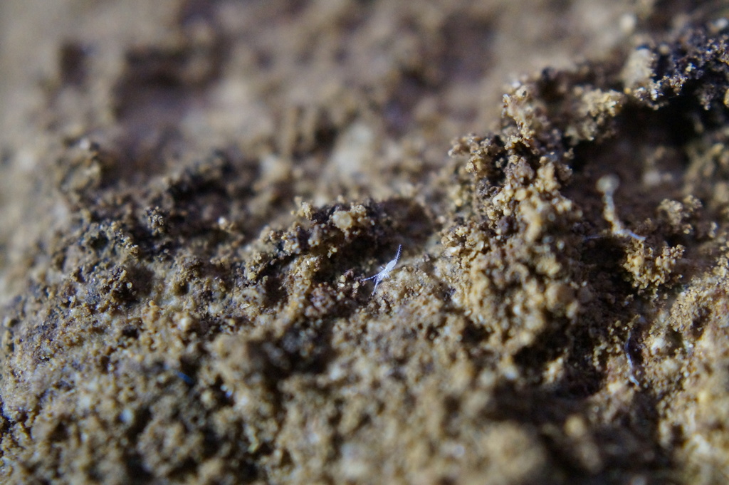 Eukoenenioidea