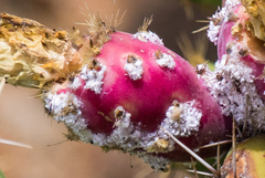 Dactylopius confusus