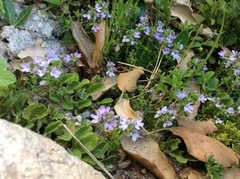 Thymus caespititius