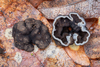 Genea sp. 'PNW02' - Photo (c) heatherdawson, some rights reserved (CC BY-NC), uploaded by heatherdawson