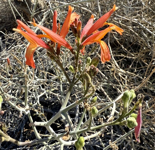 iNaturalist observation photo of chuparosa