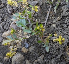Rorippa curvisiliqua