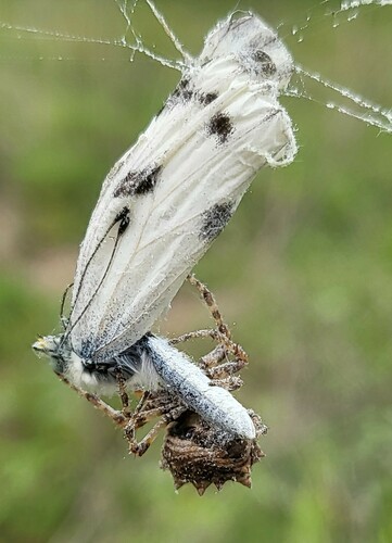 Checkered White photo 5