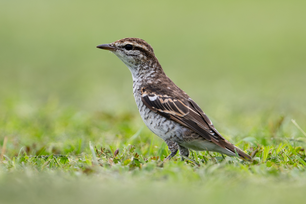 Polynesian Triller photo