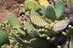 Dactylopius confusus