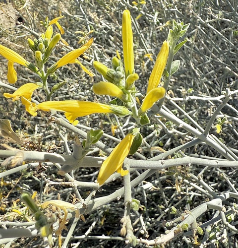 iNaturalist observation photo of chuparosa