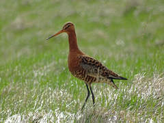 Limosa limosa islandica